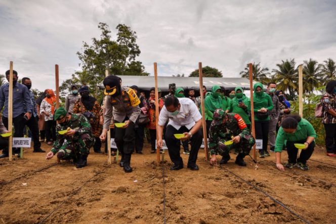 
					Walikota Padangsidimpuan Hadiri Penanaman Perdana Jagung Program Kodim 0212/TS