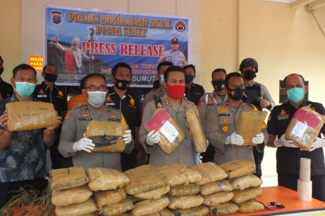 
					Operasi Undercover Buy Sukses, Polres Madina Sita 31 Bal Daun Ganja, 3 Tersangka dan 1 DPO