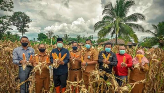 
					Walikota Irsan Efendi Nasution Panen Perdana Jagung Hibrida