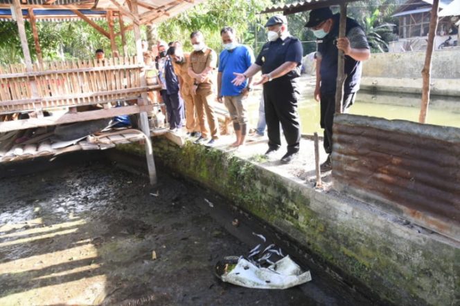 
					Ribuan Ekor Ikan Lele Mati, Bupati Tapsel Langsung Tinjau ke Kolam