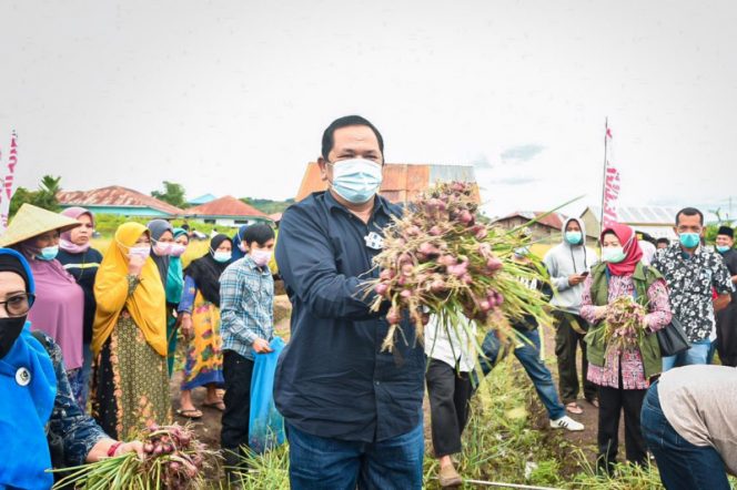 
					Walikota Irsan Hadiri Panen Tanaman Bawang Merah Di Kecamatan Padangsidimpuan Batunadua