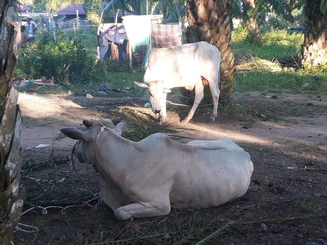 
					Minat Warga Untuk Berkurban di Desa Tabuyung Meningkat