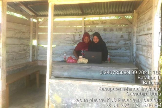 
					Sulit Sinyal Internet, Mahasiswi dan Pelajar di Batahan Terpaksa Belajar Daring Dari Kebun