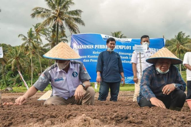 
					Walikota Padangsidimpuan Bersama KPw BI Sibolga Tanam Perdana Demplot Bawang Merah 