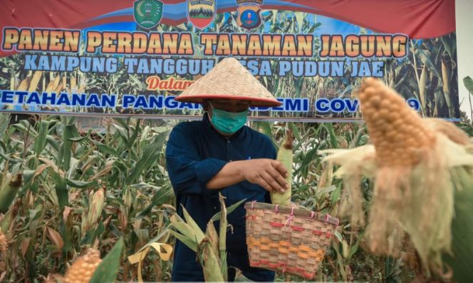 
					Walikota Padangsidimpuan Panen Perdana Tanaman Jagung di Desa Pudun Jae 