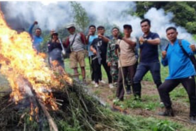 
					BNNP Sumut dan BNNK Madina Musnahkan 25 Ton Ganja di Pegunugan Tor Sihite