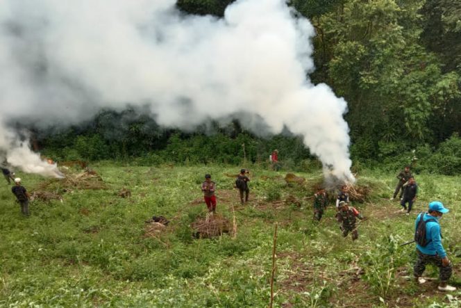 
					Lagi, BNNK Madina Musnahkan 20 Ton Ganja di Tor Sihite