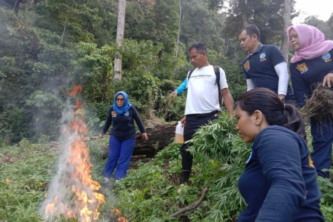 
					Wow..!!, BNNK Madina Bakar 500 Kg Ganja Kering Temuan di Pegunungan Tor Sihite
