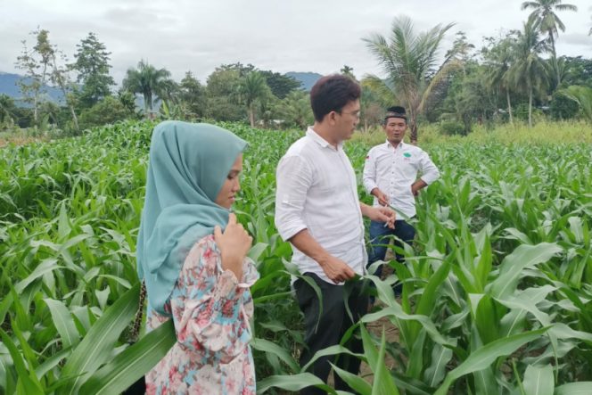 
					HKTI Madina Geliatkan Tanam Jagung, Modal Ringan Untung Berlipat