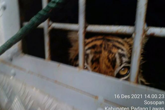 
					Sempat Meresahkan, Harimau Sumatera di Palas Akhirnya Berhasil Masuk Prangkap BKSDA