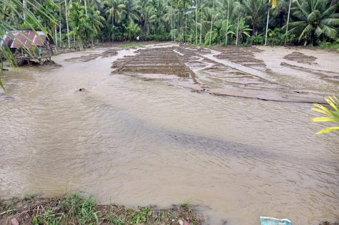 
					Puluhan Hektar Sawah Warga Adian Jior Rusak Terendam Banjir