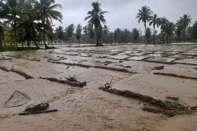 
					Ada 6200 H Sawah Dan 250 H Tanaman Palawija Rusak Akibat Banjir di Madina
