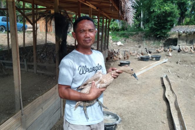 
					Selamat Dari Banjir, Peternak Itik di Hutabargot Harapkan Bantuan Pakan