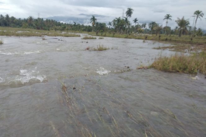 
					Tanggul Jebol Puluhan Hektar Lahan Persawahan di Simangambat Porak Poranda
