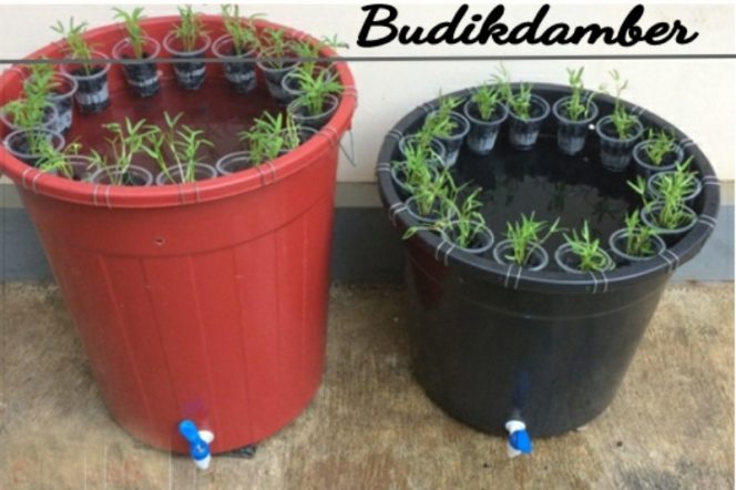 
					Budikdamber, Dukung Pangan Keluarga Di Masa Pandemi
