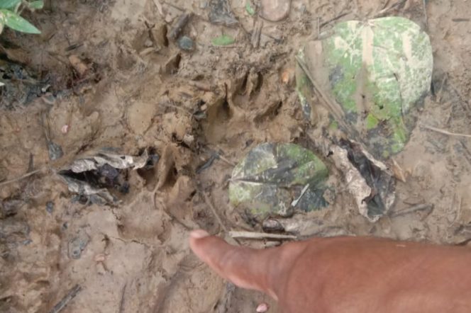 
					Jejak Harimau Sumatera Geger Warga Desa Lubuk Bunut Hutaraja Tinggi