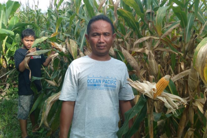 
					HKTI Madina Akan Gelar Panen Jagung Perdana