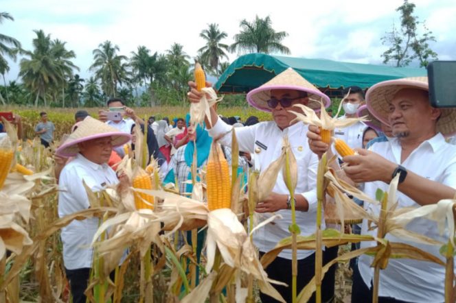 
					Bupati H.M.Jak'far Suheri Nasution saat panen perdana jagung kelompok tani serangkai Pidoli Dolok