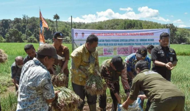 
					Walikota Padang Sidempuan Panen Perdana Bawang Merah Kelompok Tani Suka Maju