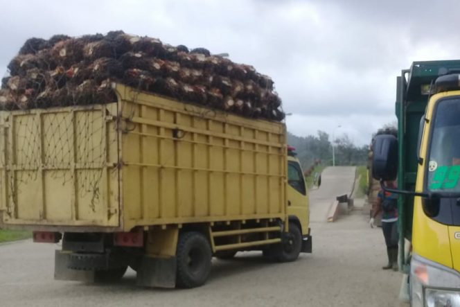 
					Hari ini, Harga TBS Sawit di Kecamatan Batahan Berkisar Rp. 2.950 – 3.000 /Kg.