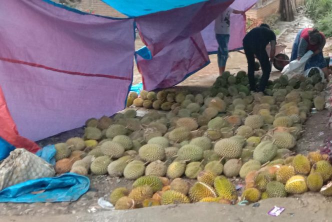 
					Musim Durian di Tambangan, Varetas Lokal Dengan Rasa Luar Biasa