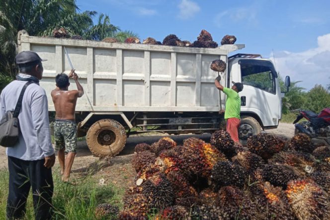 
					Hari Ini Harga TBS Tingkat Petani di Batahan Rp. 2.550 – 2.600. /Kg