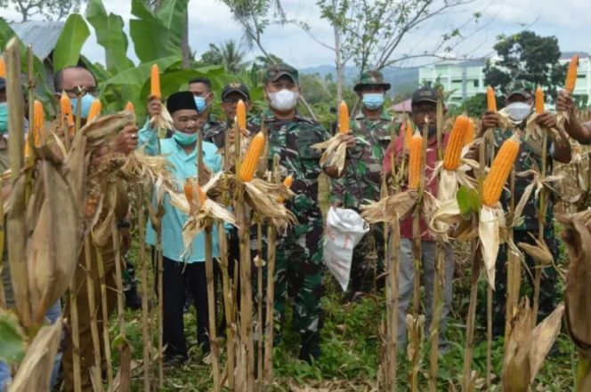 
					Dandim 0212/Tapsel Panen Jagung Dan Penghijauan Di Demplot Kodim 0212/Tapsel