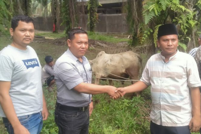 
					PT. MAI Bantu 1 Ekor Sapi Untuk Komsumsi Perhelatan MTQ Kabupaten Palas