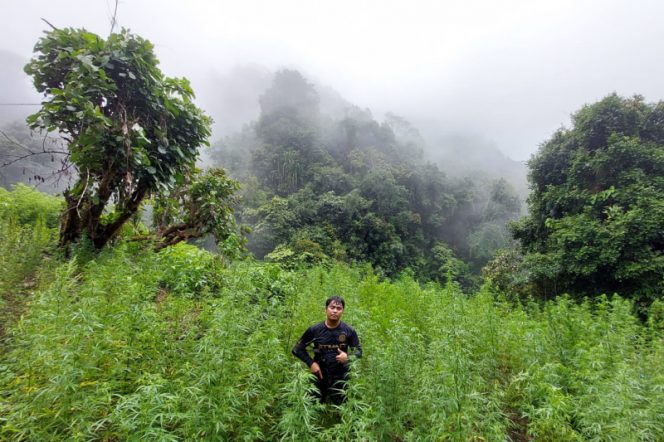 
					Polisi Temukan 2 Hektar Ladang Ganja di Tor Mangompang