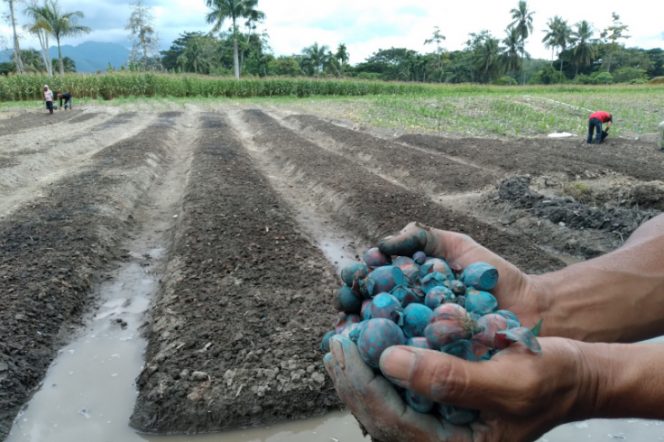 
					Penuhi Kebutuhan Petani, HKTI Madina Kembangkan Budidaya Bawang Merah di Desa Pidoli