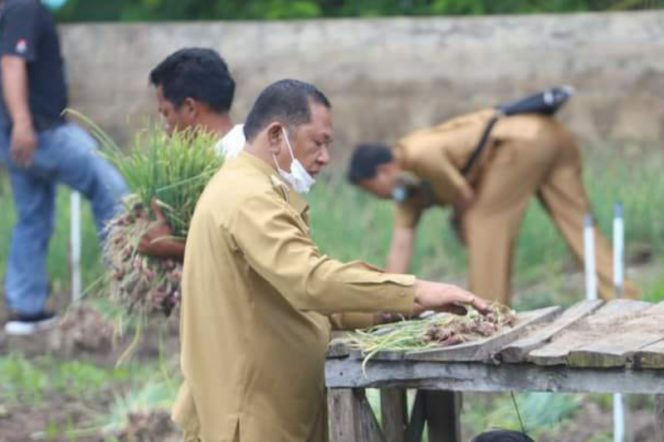 
					Walikota Padang Sidempuan Hadiri Panen Bawang Merah Poktan Mekar Sari Desa Baruas