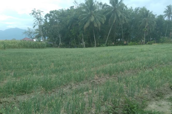 
					Petani Bawang Merah di Panyabungan Harapkan Saat Panen Harga Membaik