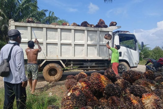
					Hari ini, PMKS PT. Palmaris Beli TBS Masyarakat Seharga Rp. 2.000.-/Kg