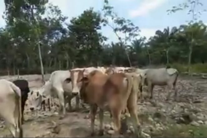 
					Belum Ada Ditemukan Kasus PMK di Kabupaten Palas