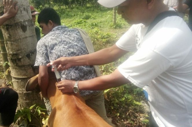 
					9 Sapi Terindikasi PMK di Panyabungan Jae Telah Mendapatkan Penyuntikan Anti Biotik