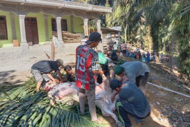 
					Jema’ah Muhammadiyah Ranting Sinunukan I/II Sembelih 6 Hewan Kurban Idul Adha 2023 M