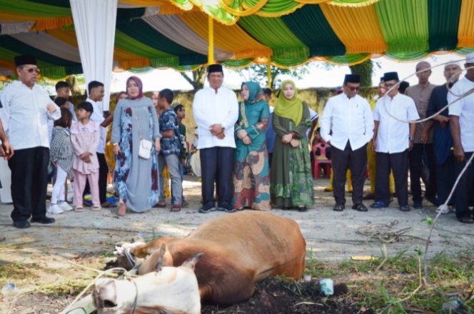 
					Hewan Qurban Disembelih di Kota Padangsidimpuan Berjumlah 1409 Ekor