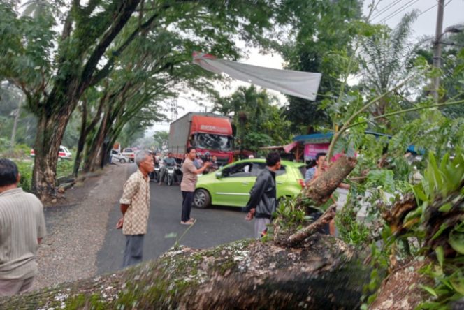 
					Sebarisan Pohon Mahoni Ditepian Jalinsum Kecamatan Siabu Rawan Tumbang