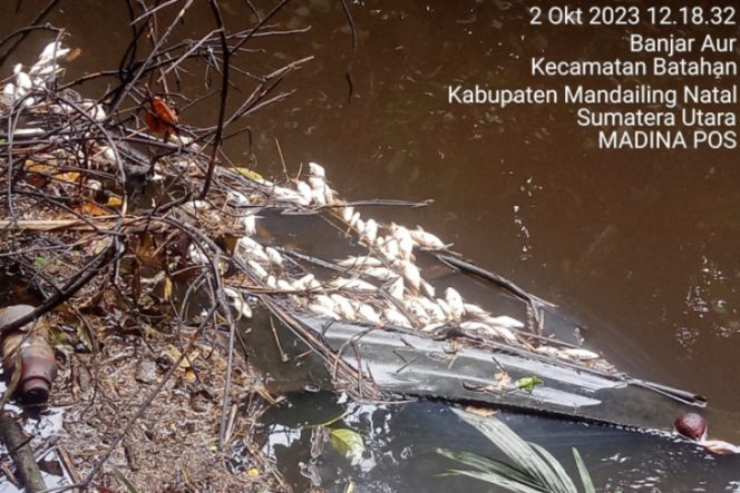 
					Air DAS Batang Pisusuk Batahan Menghitam dan Banyak Ikan Mati Mengambang