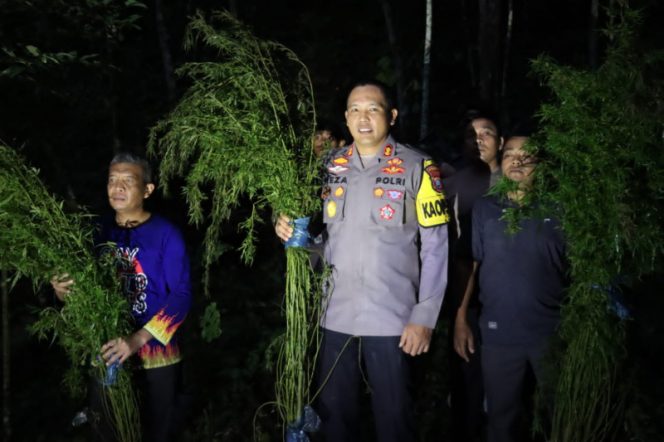 
					Polres Madina Temukan 5 Hektar Ladang Ganja di Panyabungan Timur