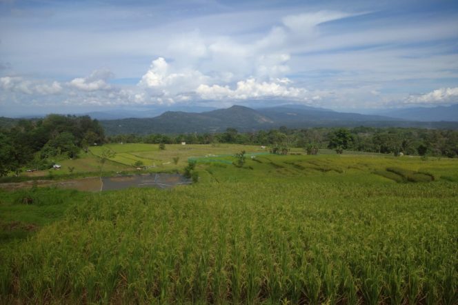 
					Usai Longsor, Lahan Pertanian Pargarutan Dolok Dusun Tapus Keluhkan Kebutuhan Air