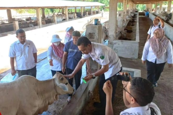 
					166 Hewan Qurban Di Padangsidimpuan Hari Ini Diperiksa Kesehatannya
