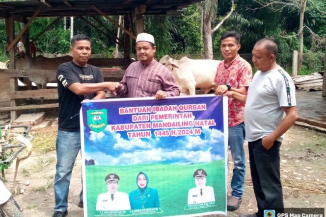 
					Ied Adha 1445 H, Pemkab Madina Bagikan 34 Hewan Kurban ke Desa Yang Membutuhkan