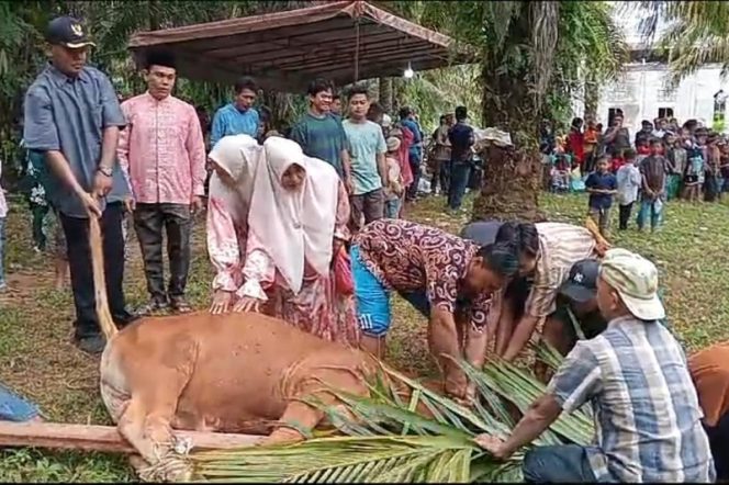 
					Panitia Qurban Mesjid Jami’ Al Hidayah Ujung Batu IV Sembelih Qurban 15 Sapi dan 11 Kambing