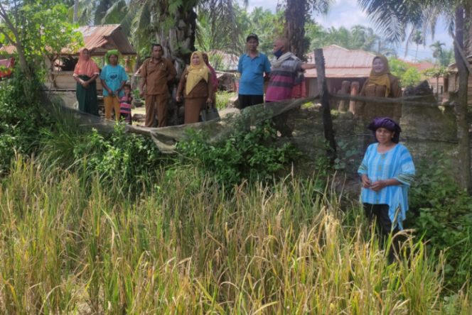 
					Ratusan Hektare Padi di Sihapas Barumun Gagal Panen Akibat Serangan Hama Tikus