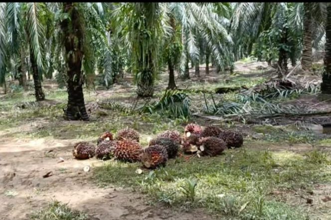 
					Warga Batahan Laporkan Aksi Dugaan Pencurian Buah Sawit Ke Polisi