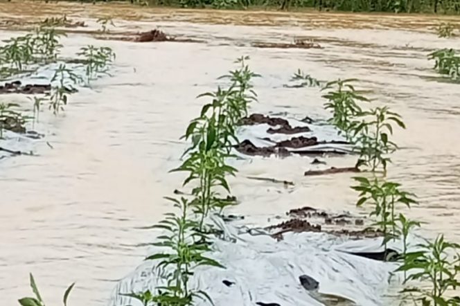 
					Banjir Rusak Puluhan Hektar Ladang Cabai Petani Tanjung Sialang