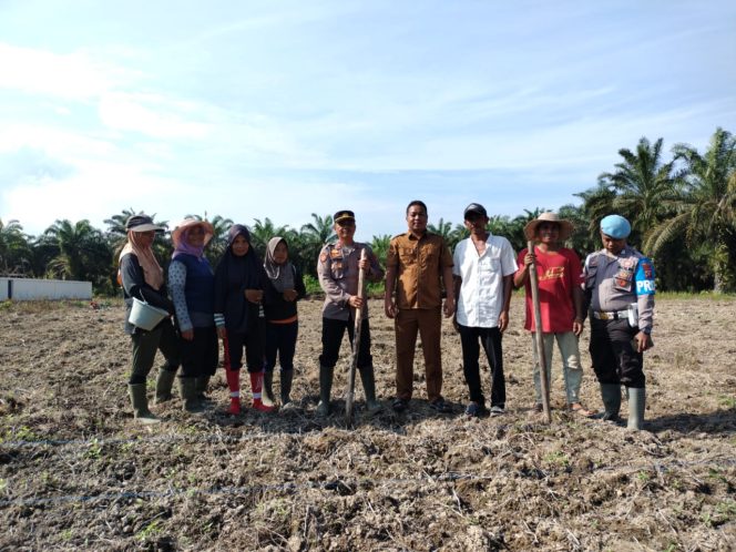 
					Dukung Program Kerja Presiden RI,  Kapolsek Batahan Tanam Jagung di Desa Banjar Aur