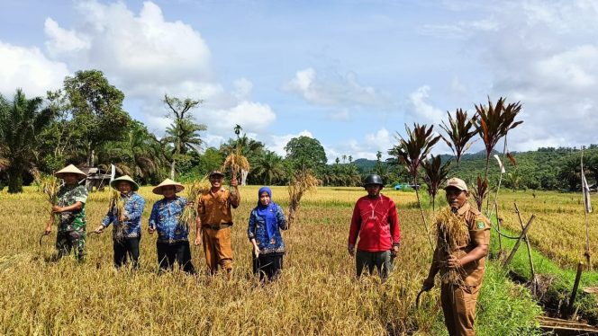 
					Forkopimcam Linggabayu Gelar Panen Padi Bersama di Desa Perkebunan Simpang Gambir