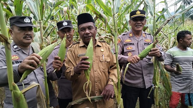 
					Dukung Astacita Presiden, Kapolsek Kotanopan Panen Jagung Bersama Kelompok Tani